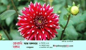 royal-news-sonali-sokal-fo