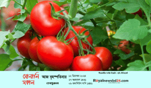 royal-news-sonali-sokal-for