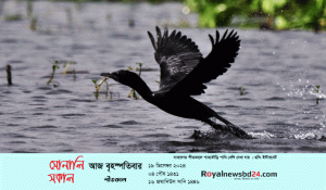 royal-news-sonali-sokal-for