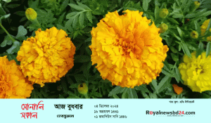 royal-news-suvo-sokal-forme